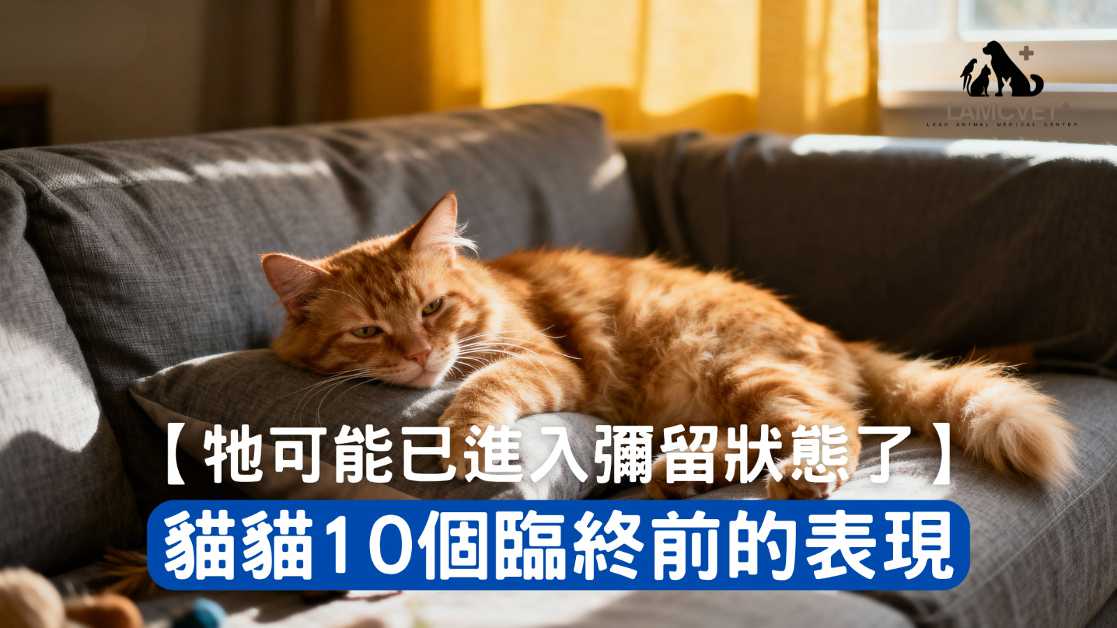 貓咪臨終前的表現示意圖 - 萊奧動物醫療中心專業獸醫指南